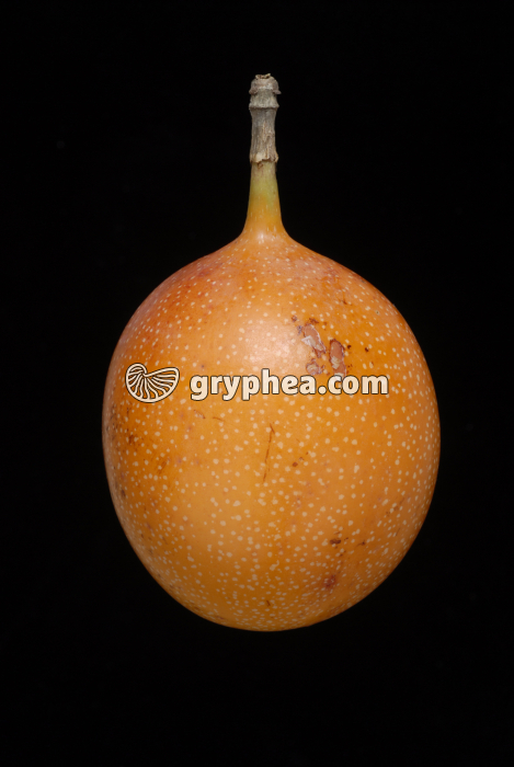 Grenadille - gryphea.org